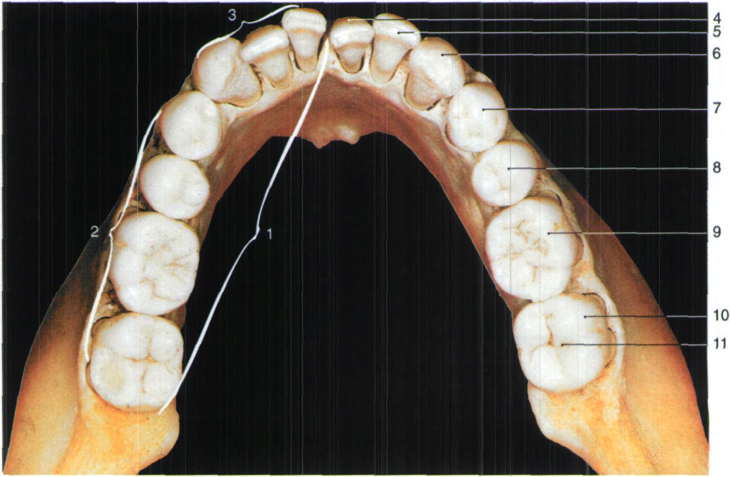 图3-35 恒牙概貌及名称-基础医学-医学